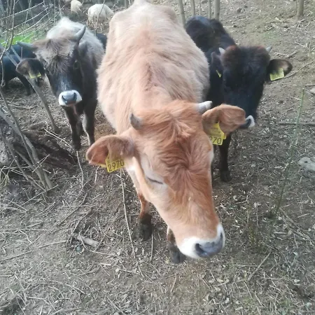 Hotel Etno Selo Jefimija, Selo Preobrazenje, Vranje