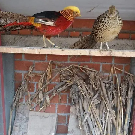 ホテル Etno Selo Jefimija, Selo Preobrazenje, *