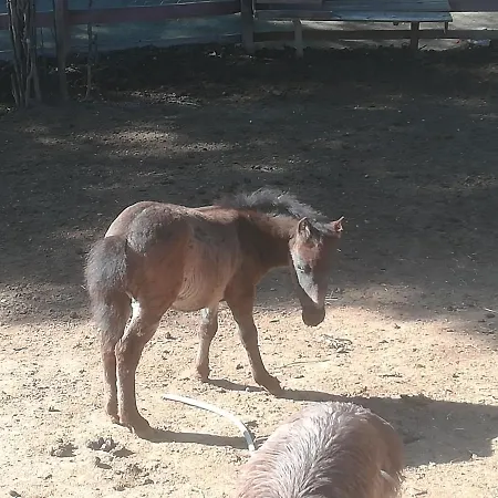 Hotel Etno Selo Jefimija, Selo Preobrazenje, Vranje
