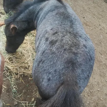 Hotel Etno Selo Jefimija, Selo Preobrazenje, *