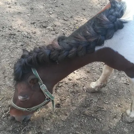 Jefimija * Vranje
