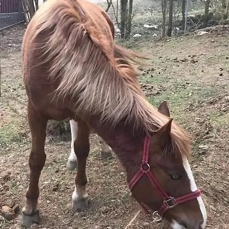 Etno Selo Jefimija, Selo Preobrazenje, ホテル *