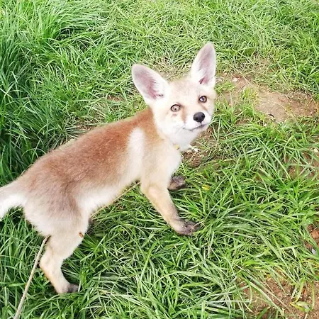 Etno Selo Jefimija, Selo Preobrazenje, ホテル