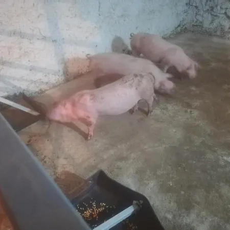 ホテル Etno Selo Jefimija, Selo Preobrazenje, *