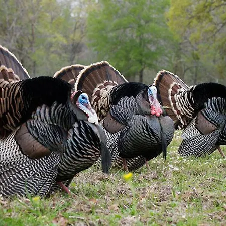 Etno Selo Jefimija, Selo Preobrazenje, *